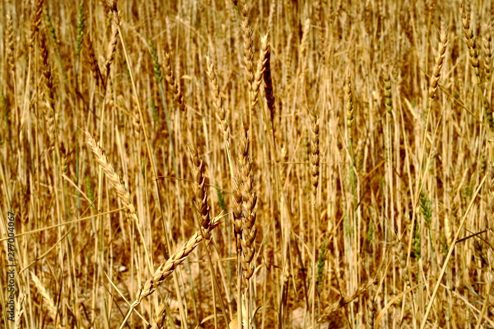 Gros plan sur des épis de blé dans un champ de céréales Gros plan sur des épis de blé dans un champ de céréales
