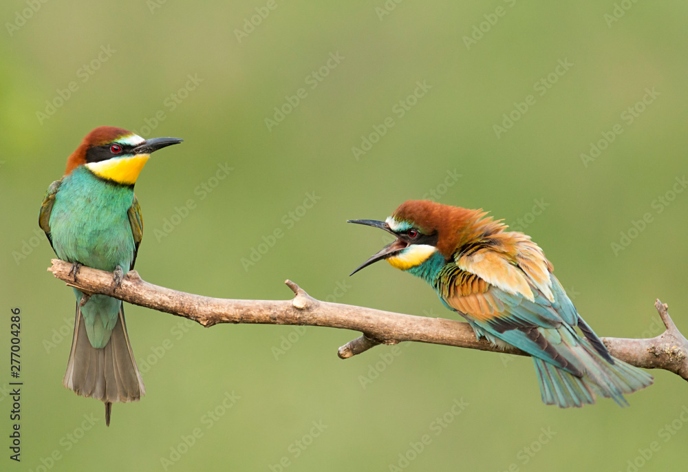 Common Bee-eaters pair in breeding performance Common Bee-eaters pair in breeding performance