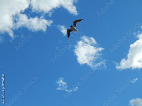 White seagull is flying in the blue sky