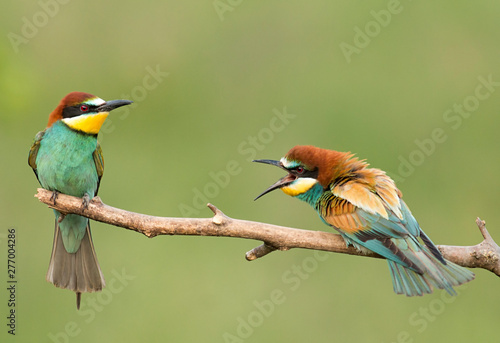 Common Bee-eaters pair in breeding performance 
