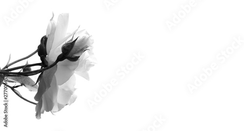 Weiße Rosen in Schwarz und Weiß