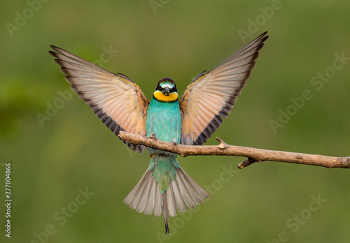Common bee-eater pair in breeding season