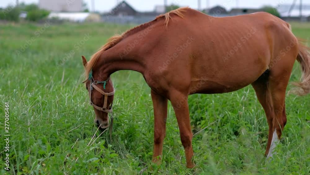 Ginger horse grazing in nature. 4k uhd. Ginger horse grazing in nature. 4k uhd.