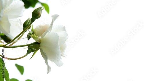 Weiße edle Rosen vor hellen Hintergrund © Zeitgugga6897