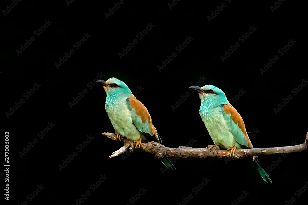 Fototapeta premium European Roller breeding performance