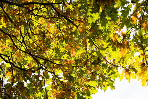 green oak foliage