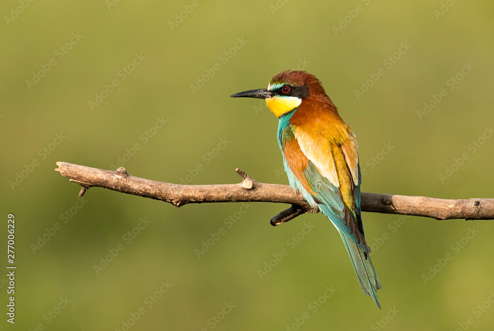 Common bee-eater pair in breeding season Common bee-eater pair in breeding season