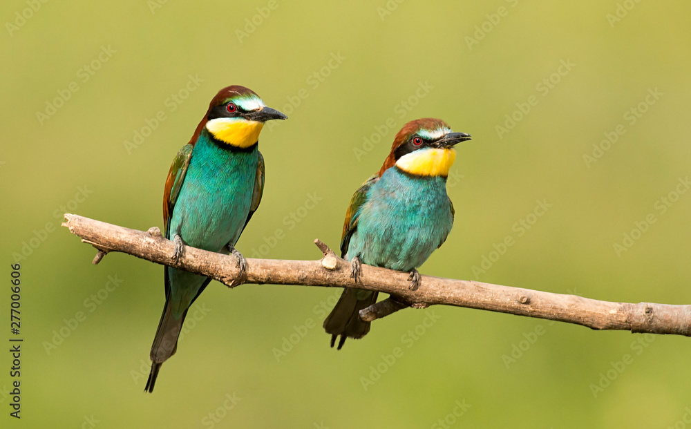 Common bee-eater pair in breeding season