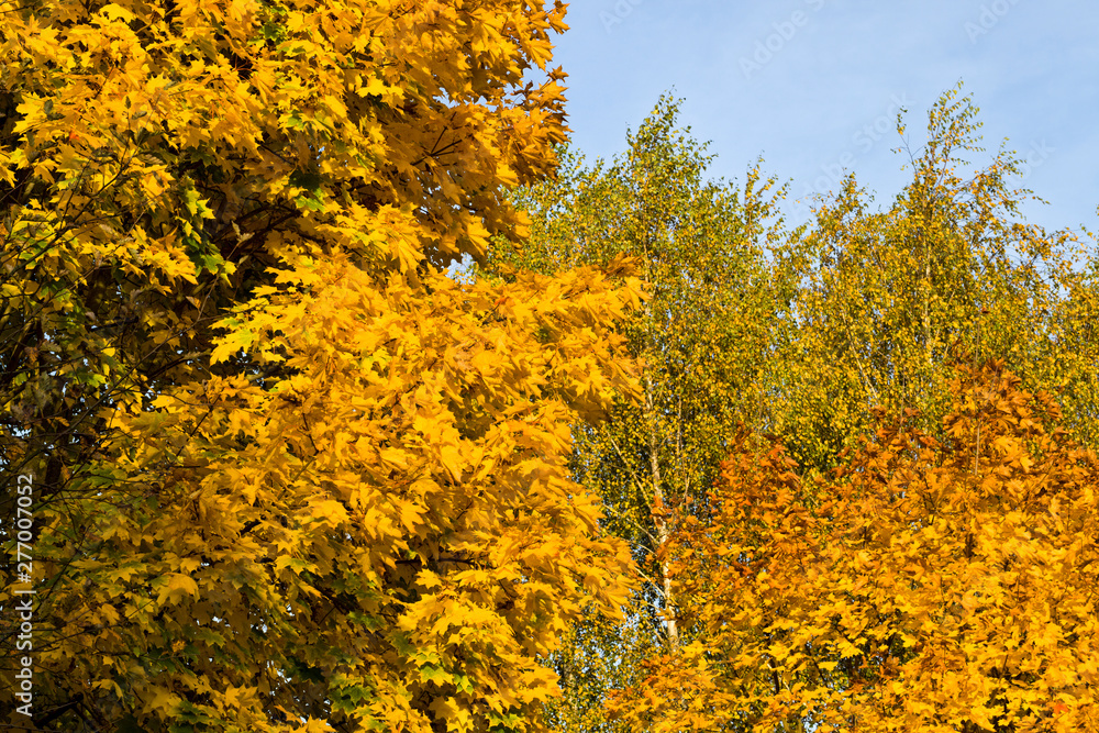 large number of yellow foliage