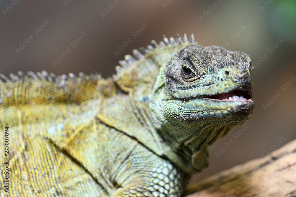 Hydrosaurus amboinensis - detail of green lizard head. Hydrosaurus amboinensis - detail of green lizard head.