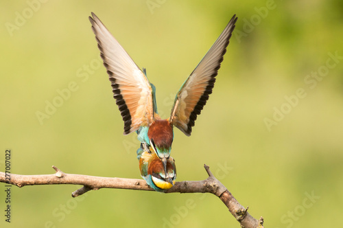 Common bee-eater pair in breeding season © georgigerdzhikov