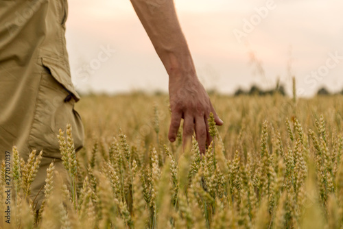 Farmer touching his crop with hand in a golden wheat field. Harvesting  organic farming concept. Selective focus.