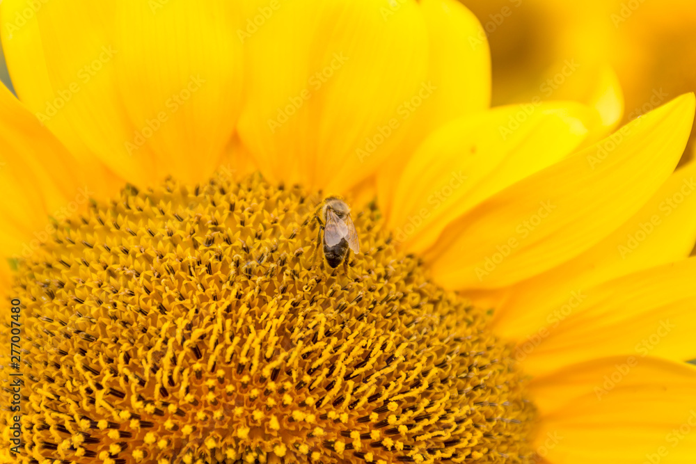 Honey Bee pollinating sunflower. Honey Bee pollinating sunflower.