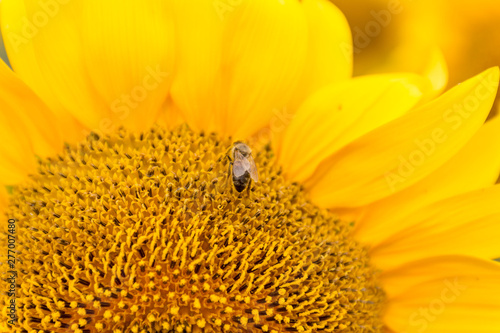 Honey Bee pollinating sunflower. © Valentina