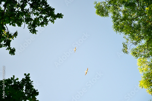Seagulls flying in the sky and crown of trees around. © lapis2380