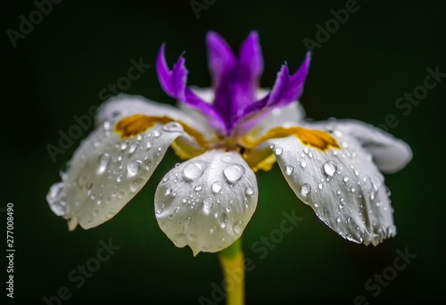 Drops of water on the white petals of a wild iris flower head.