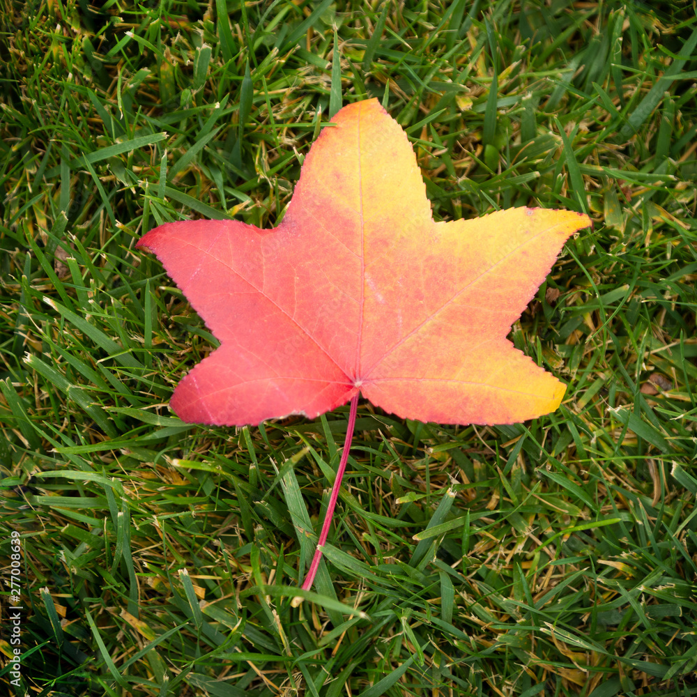 Colorful fall maple leaf on a background of green grass. Top view, the beginning of a golden autumn Colorful fall maple leaf on a background of green grass. Top view, the beginning of a golden autumn