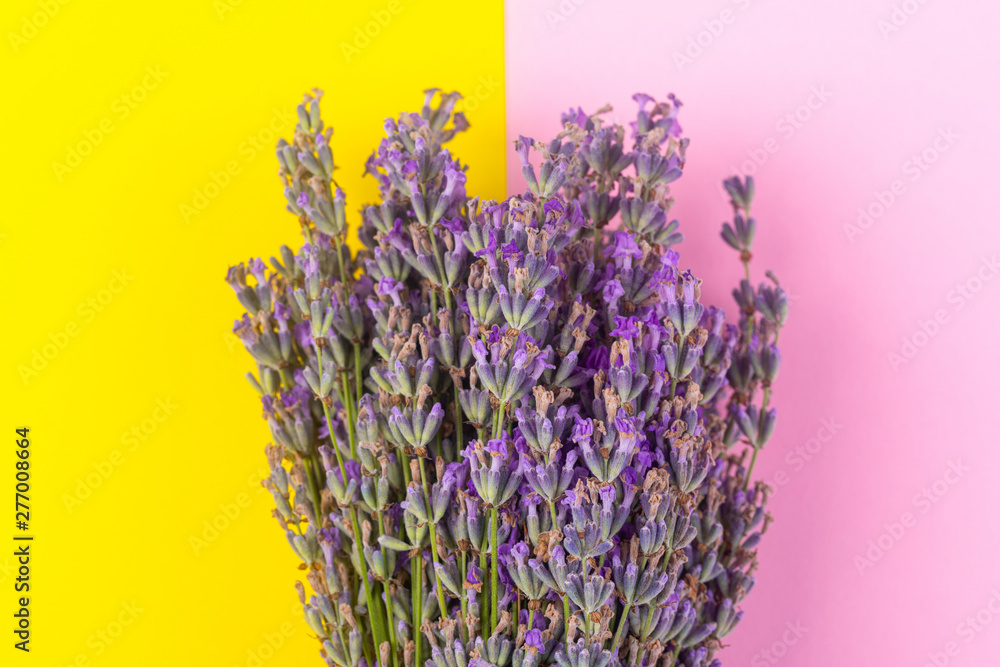 Fototapeta premium Kwitnąca fioletowa lawenda, na żółtym różowym tle