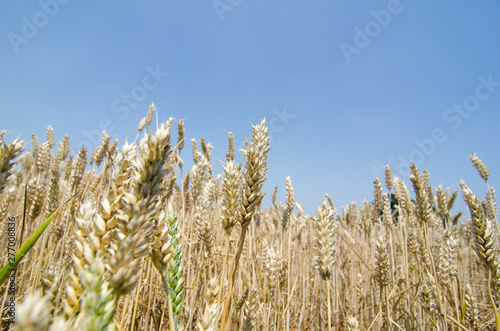 wheat, flour, bread, ears with yellow and green reflections. the most important wheat producers in the world were China, India, Russia, United States of America, France, Ukraine photo