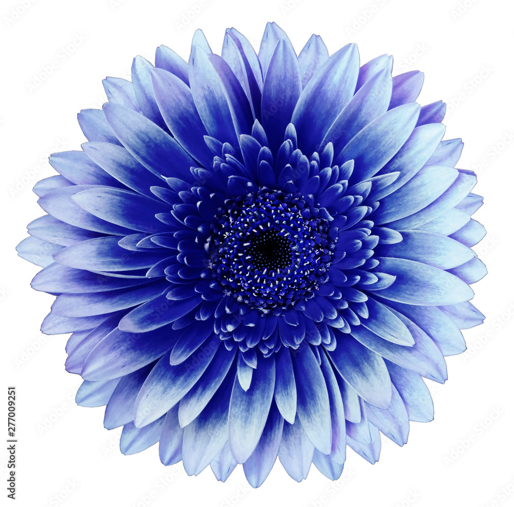 blue gerbera flower, white isolated background with clipping path.   Closeup.  no shadows.  For design.  Nature.