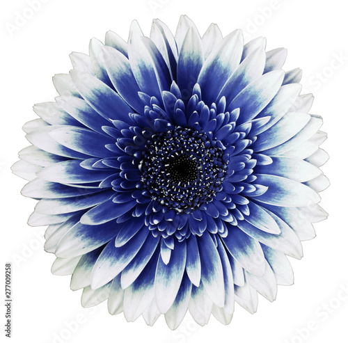 Fototapeta Naklejka Na Ścianę i Meble -  white-blue gerbera flower, white isolated background with clipping path.   Closeup.  no shadows.  For design.  Nature.