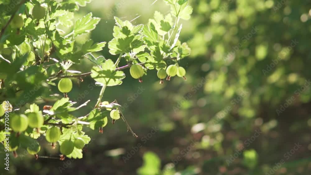 Beautiful berries of green gooseberry in the setting sun. Beautiful berries of green gooseberry in the setting sun.