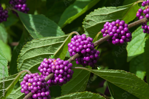 Sydney Australia, branch of a beautyberry bush with clusters of purple berries photo
