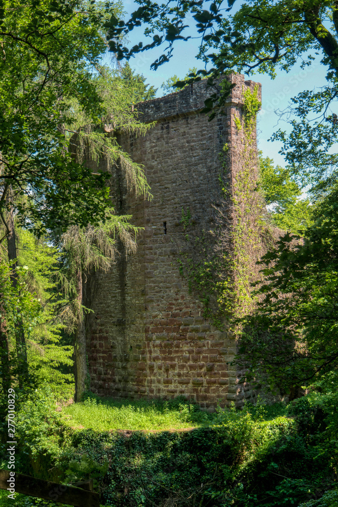 Castle ruin Stolzeneck along the long-distance hiking trail Neckarsteig in Germany