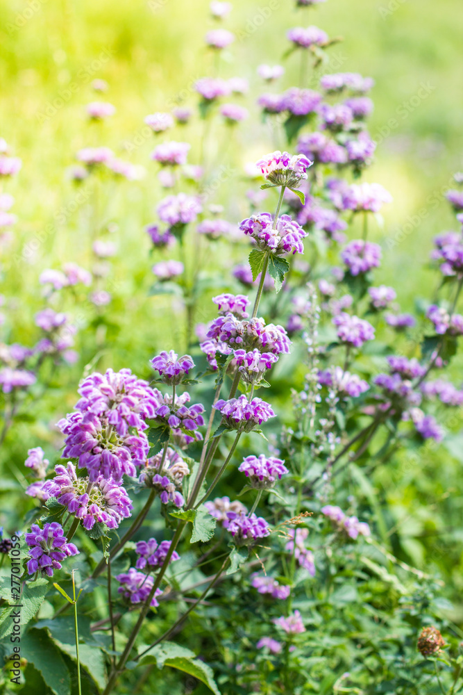 Wild purple flowers close up. Alpine meadows in the mountains Wild purple flowers close up. Alpine meadows in the mountains