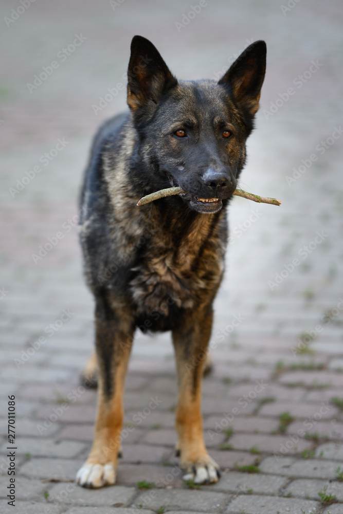 German shepherd standing and looking straight in the camera. German shepherd standing and looking straight in the camera.