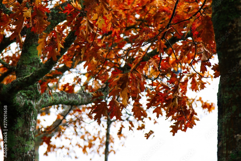 trees with yellow and orange leaves in autumn trees with yellow and orange leaves in autumn