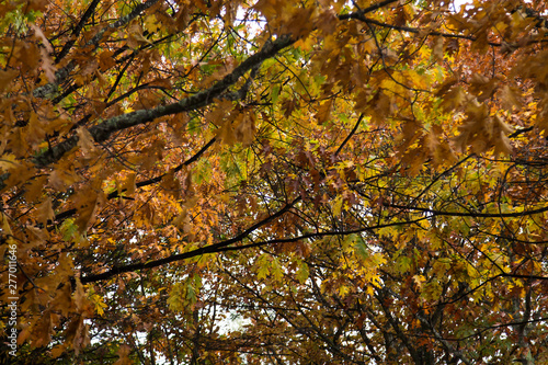 trees with yellow and orange leaves in autumn