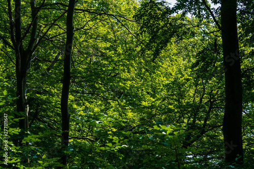 Green forest. Tree with green Leaves and sun light. Bottom view background