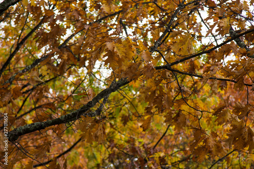 trees with yellow and orange leaves in autumn