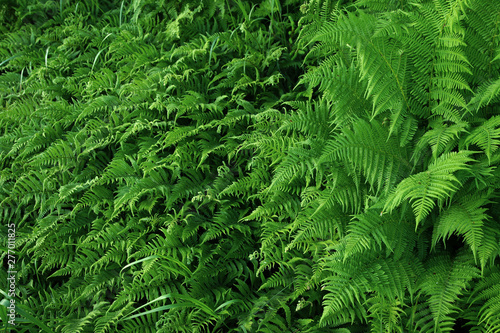 Interesting green background from a fern  creating a single pattern
