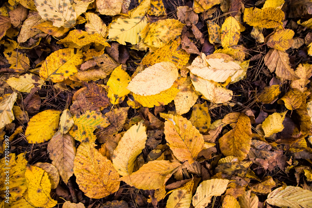 old fallen leaves old fallen leaves