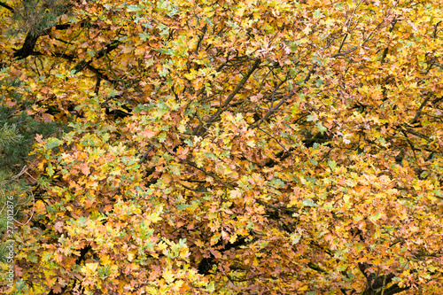 autumn yellowed foliage