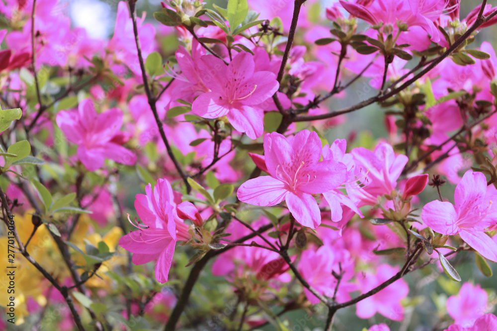 Big azalea or rhododendron in a organic garden. Season of flowering azaleas . Azaleas are shade tolerant flowering shrubs in genus Rhododendron. Big azalea or rhododendron in a organic garden. Season of flowering azaleas . Azaleas are shade tolerant flowering shrubs in genus Rhododendron.