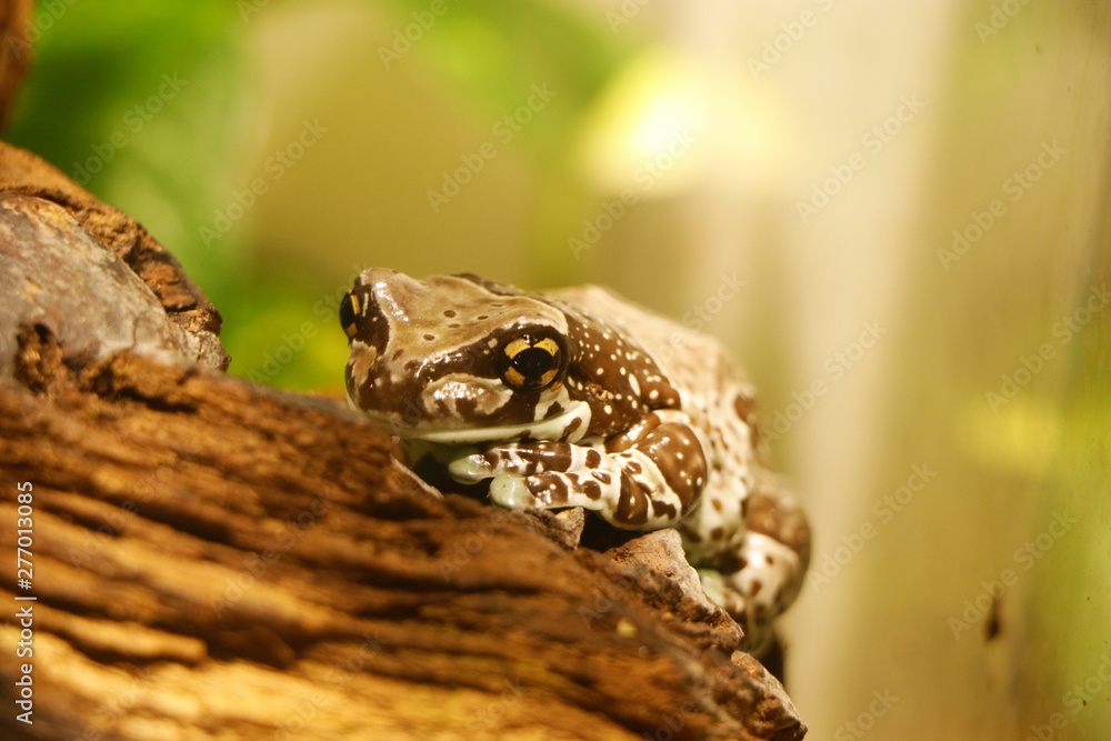 The Mission golden-eyed tree frog or Amazon milk frog The Mission golden-eyed tree frog or Amazon milk frog