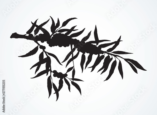 Sea buckthorn. Vector drawing icon