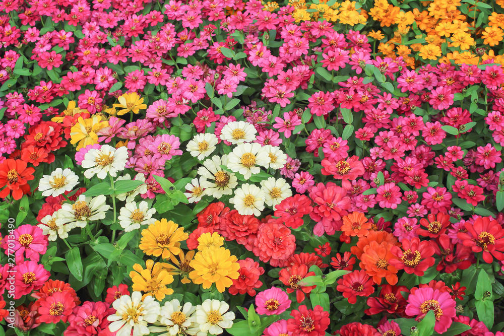 Colorful sweet zinnia violacea flower field blooming in garden background , nature multi colored ornamental