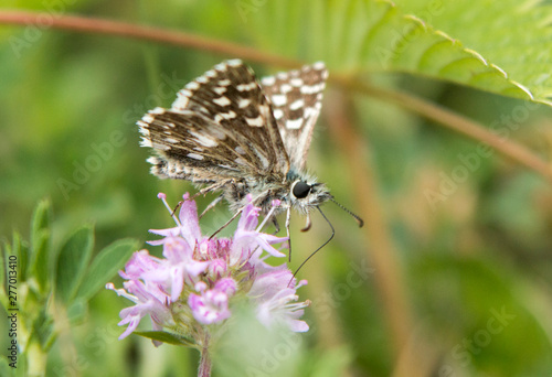 Grizzled skipper sitting on plant photo