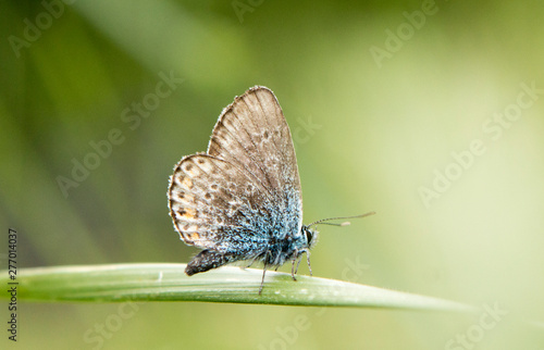 The common blue butterfly macro