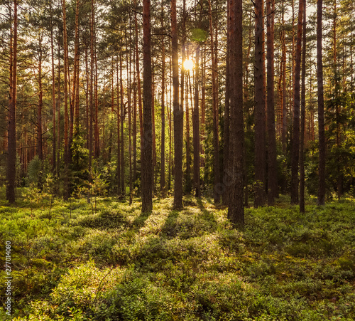 Fototapeta Naklejka Na Ścianę i Meble -  Sunlight on trees in a pine forest at sunset