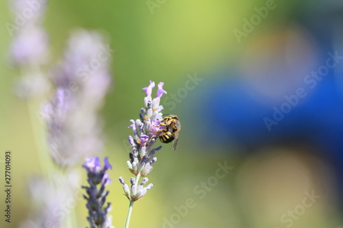 fleurs de lavande et son abeille