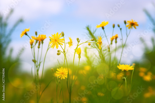 Fototapeta Naklejka Na Ścianę i Meble -  Yellow wildflowers against a blue sky. Colorful flowers in the meadow in soft light. Spring and summer nature under the blue sky and clouds. Flowers in the meadow.