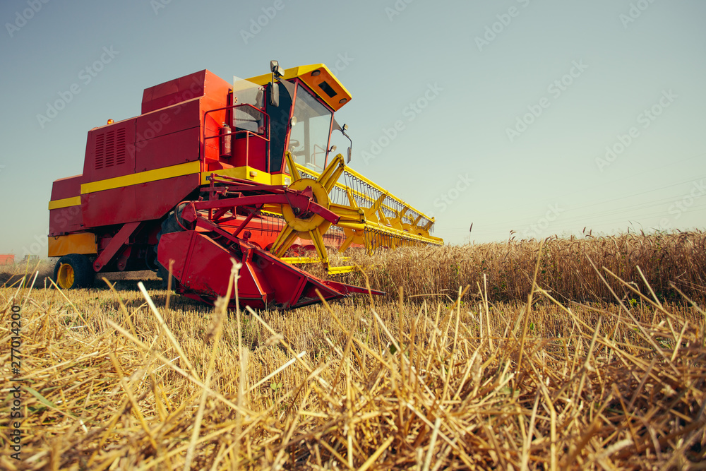 Obraz premium Harvesting wheat harvester on a sunny summer day