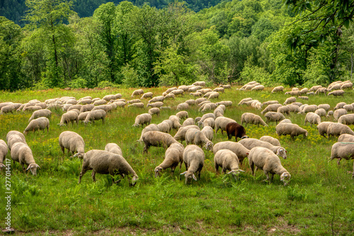 Flock of sheep along the long-distance hiking trail Neckarsteig in Germany