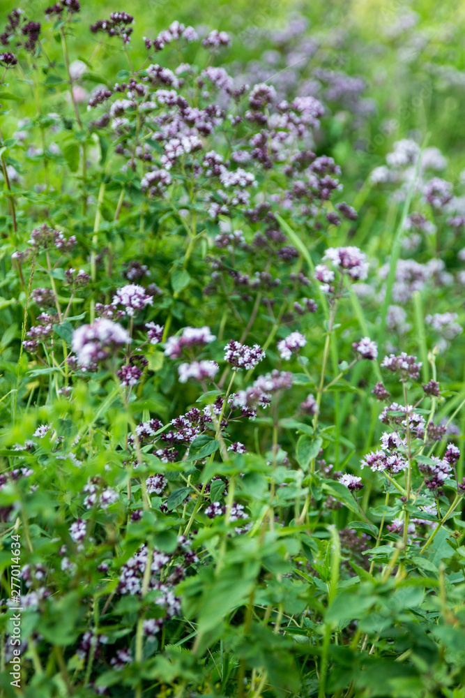 Origanum vulgare or common oregano, wild marjoram in the sunny day Origanum vulgare or common oregano, wild marjoram in the sunny day