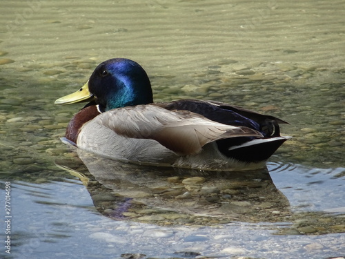 ente schwimmt im see